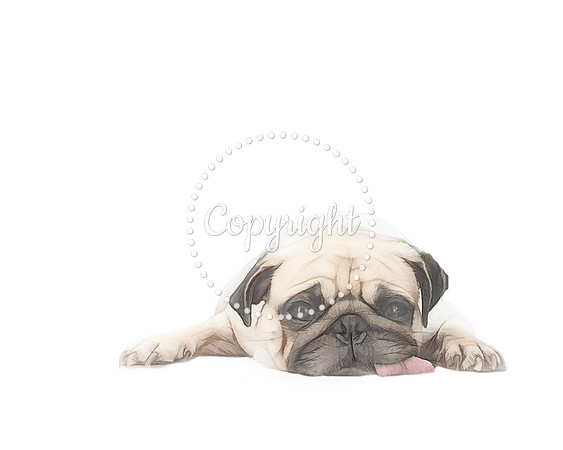 DOG 1