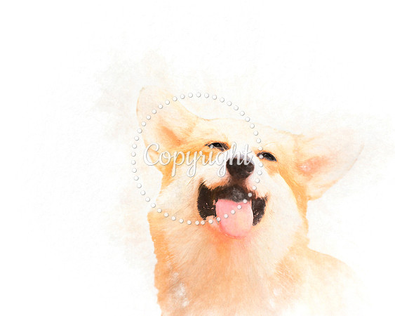DOG 2