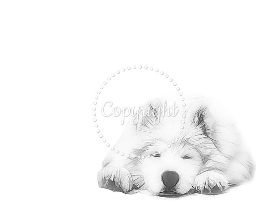 DOG 4 8X10