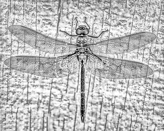 dragonfly