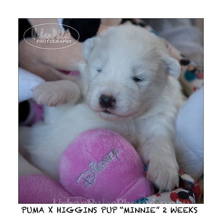 MINNIE_2WEEKS_3437