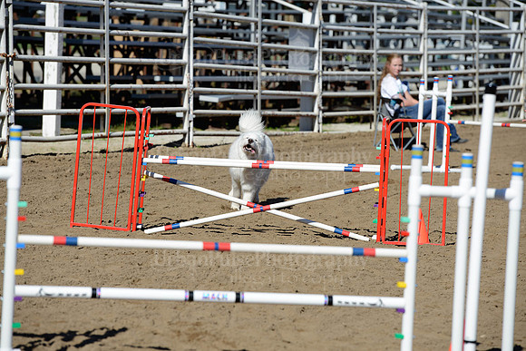 AGILITY-1950