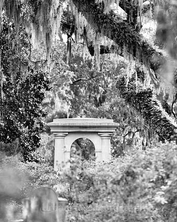 Savannah_9815