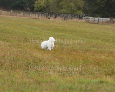SCA2016_LURE COURSING-7739