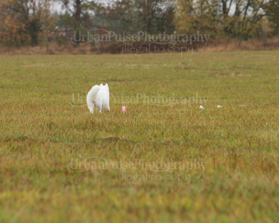 SCA2016_LURE COURSING-7815