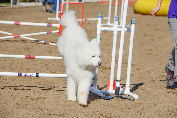AGILITY-2202