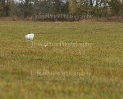 SCA2016_LURE COURSING-7688