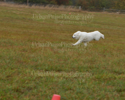 SCA2016_LURE COURSING-7676