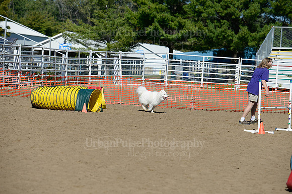 AGILITY-1903