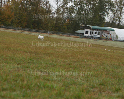 SCA2016_LURE COURSING-7577