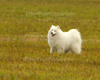 SCA2016_LURE COURSING-7293