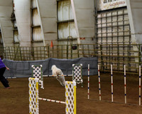 2016 AGILITY MON FAST NOVICE