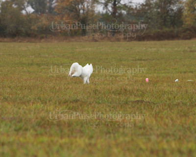 SCA2016_LURE COURSING-7814