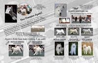 Bulletin Ad Poetry in Motion Litter