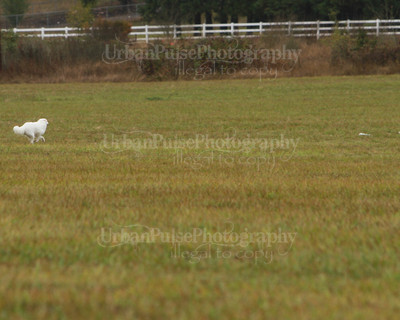 SCA2016_LURE COURSING-7700