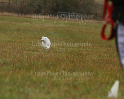 SCA2016_LURE COURSING-7714