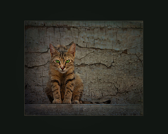 Neighborhood Bully