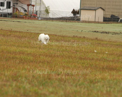 SCA2016_LURE COURSING-7270