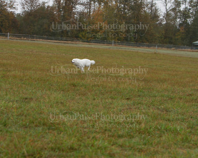 SCA2016_LURE COURSING-7672