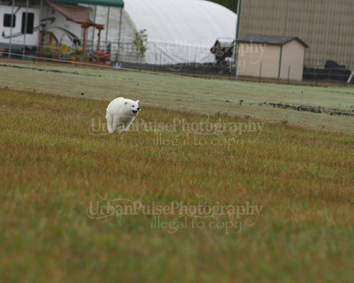 SCA2016_LURE COURSING-7580