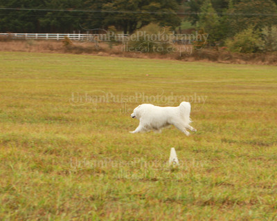 SCA2016_LURE COURSING-7290