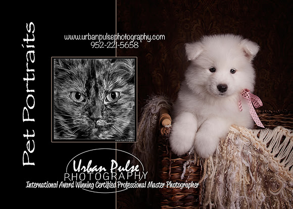 Marketing Pets Front