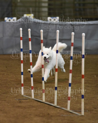 SCA2016_AG MON STD NOVICE-1084