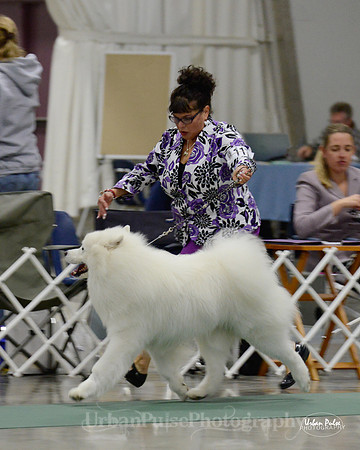 2016 WRK SWPS NOV DOG-9262_30