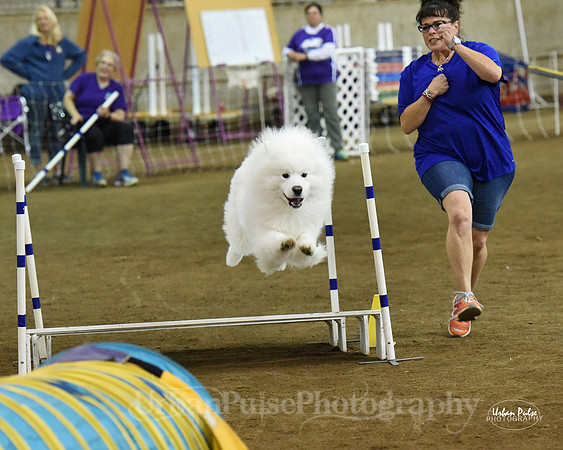 SCA2016_AG MON STD NOVICE-1176_20