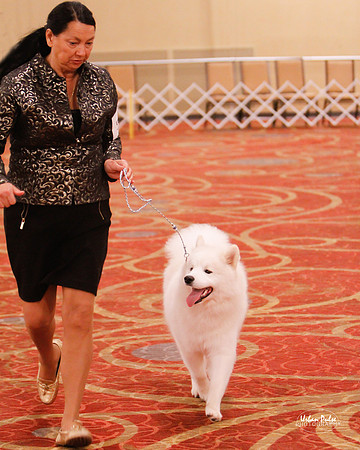 SCA2019 BEST PUPPY-8272_20
