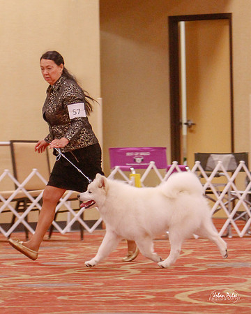 SCA2019 D12-15 PUPPY SWPS-7013_10