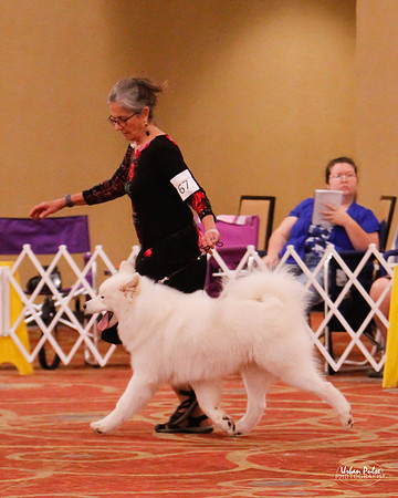 SCA2019 BEST PUPPY-8331_30