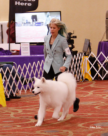 SCA2019 D AM BRED-9915_20