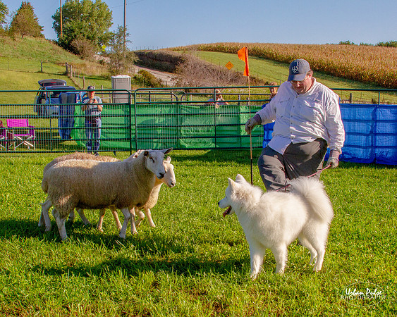 SCA2019_HERDING-0666_90