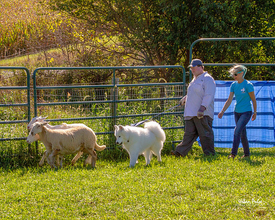 SCA2019_HERDING-1126_110