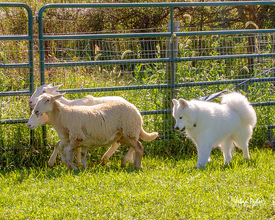 SCA2019_HERDING-1126_110crp