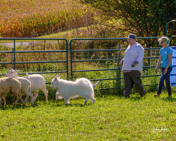 SCA2019_HERDING-1127_120