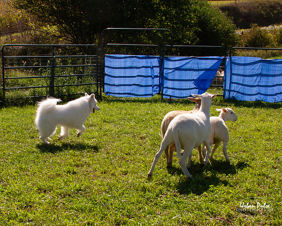 SCA2019_HERDING-1131_130