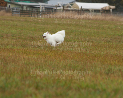 SCA2016_LURE COURSING-7762