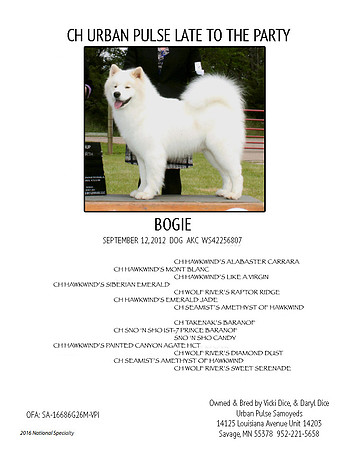 BOGIE PEDIGREE 2016