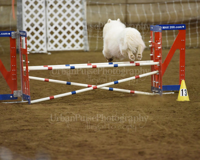 SCA2016_AG MON STD NOVICE-1098