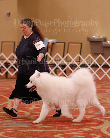 SCA2019 D BRED BY-9638