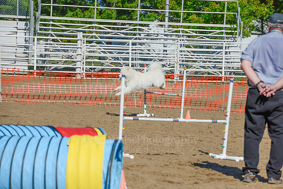 AGILITY-2077