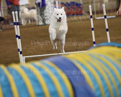 SCA2016_AG MON STD NOVICE-1089