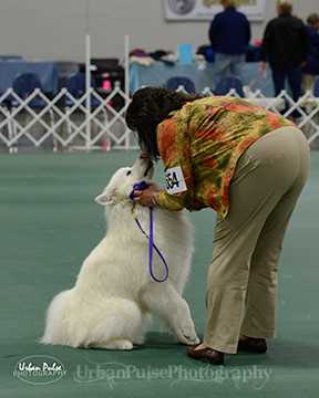 2016 OBED BEG NOVICE B-5957