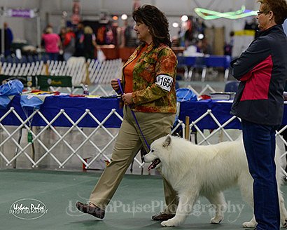 2016 OBED BEG NOVICE B-5961