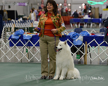 2016 OBED BEG NOVICE B-5959