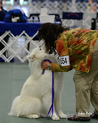 2016 OBED BEG NOVICE B-6003