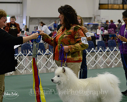 2016 OBED BEG NOVICE B-6229