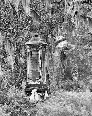 Savannah_9832